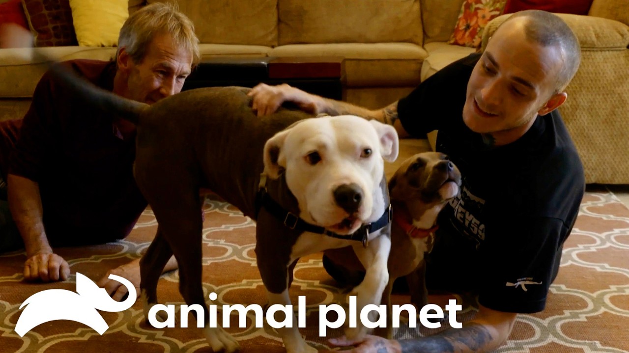 All New Brother and Sister! | Pit Bulls and Parolees | Animal Planet