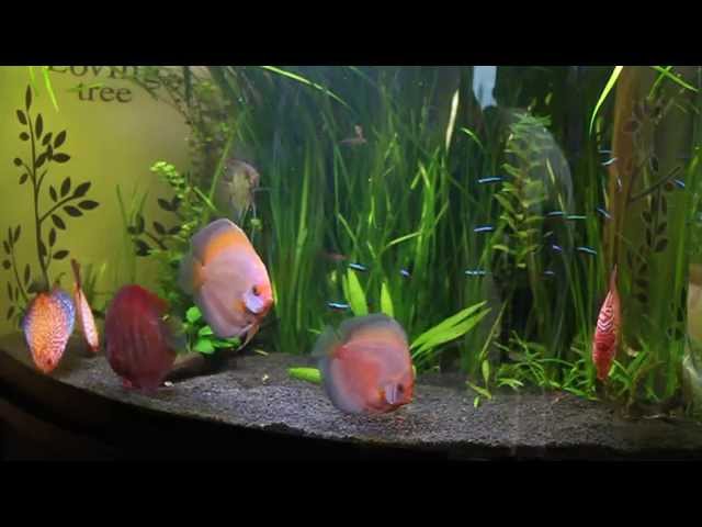 Discus Fish in corner tank