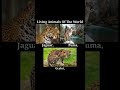 The Living Animals Of The World The New World Cats, The Jaguar,Puma And Ocelot