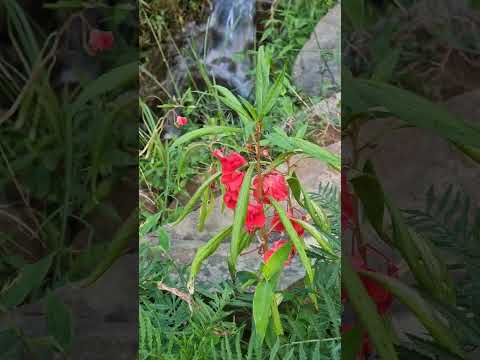 Flower @samidha_channel 