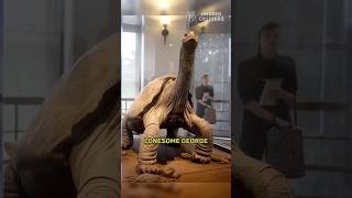 Mystery of Lonesome George: Loneliest Tortoise on Earth 🐢