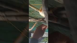 Download lagu Tamban#trendingshorts #viralshort #fishing mp3 Download lagu Tamban#trendingshorts #viralshort #fishing mp3