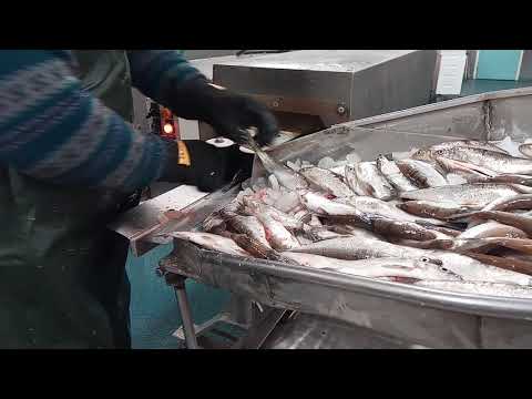 Karisiian perkausta. Perämeri Hailuoto