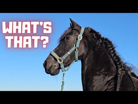 Horses can see very well! | Yfke unties Rising Star⭐ | Cold! | Farrier | Deworm | Friesian Horses