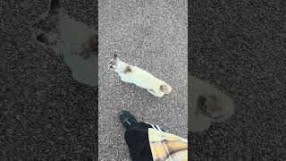 野良猫との戯れ116 #野良猫