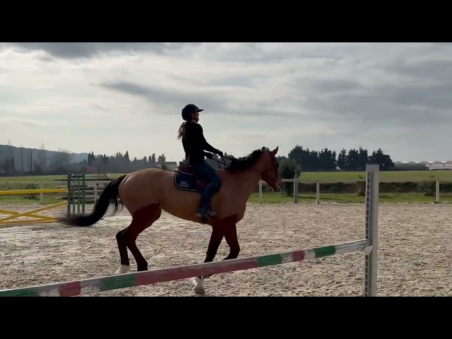 Hongre de 6 ans 