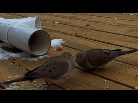 Greedy Mourning Dove