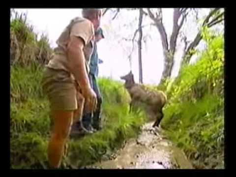 Croc Files : Pacific Northwest (Part 1)