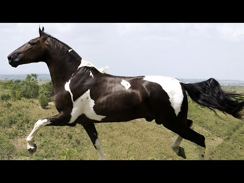 , title : 'Race du Brésil - Le Campolina, un cheval très apprécié en équitation de loisir et pour la randonnée'