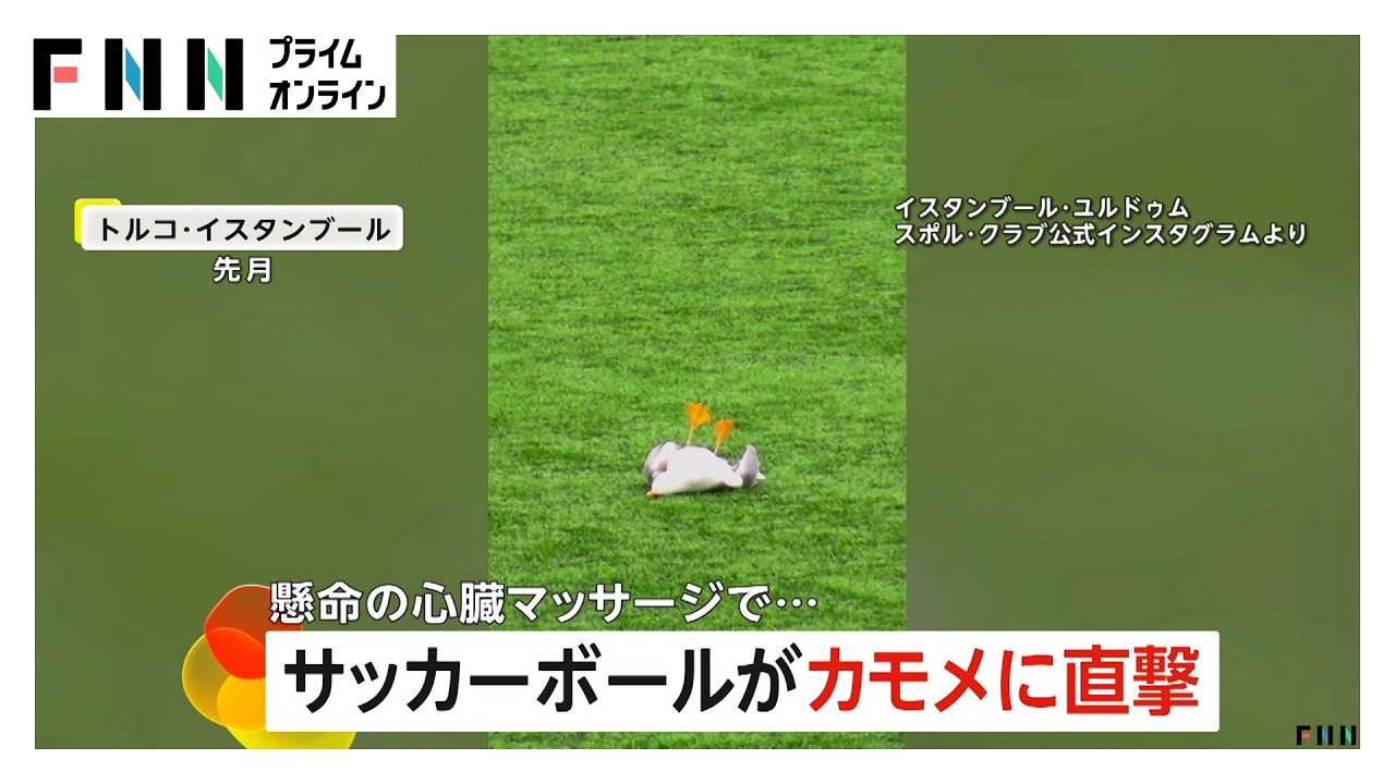 試合中にサッカーボールがカモメを直撃…地面に落下 選手らが“心臓マッサージ”回復の奇跡 トルコ（2026年03月12日）
