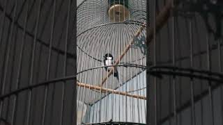 Download lagu Gelatik batu wingko milik Andika BBC mp3 Download lagu Gelatik batu wingko milik Andika BBC mp3