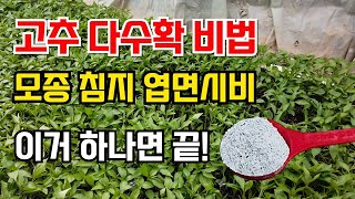 고추 모종키우는법 고추 모종침지 뿌리발근제 이거하나면 다수확이 가능