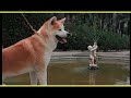 Akita - AKITA INU Trailer Documentario  Akita - AKITA INU Trailer Documentario