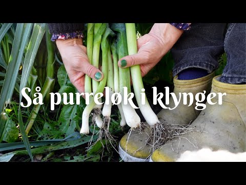 Så purreløk i klynger