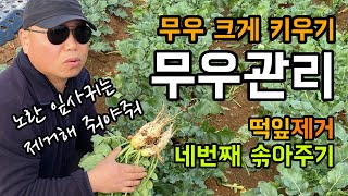무우 텃밭 무청 잎사귀 관리하고 크게 키우기 / 네번째 솎아주기 & 노오란 떡잎 제거해야 좋아요.