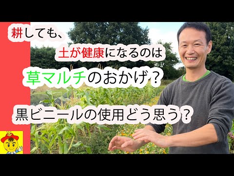 庭のマルチングに松葉を使う方法