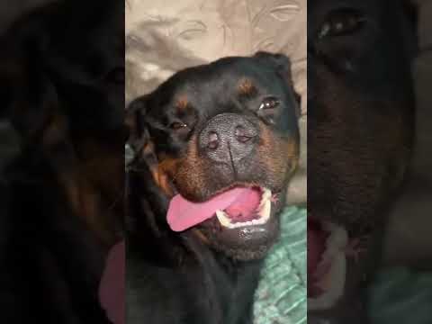 Video thumbnail for La Balada de los Perros