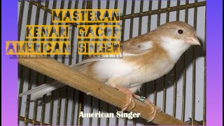 Download lagu suara kenari gacor american singer mp3