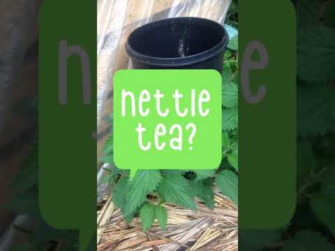 , title : 'Tomatoes and Nettle Tea