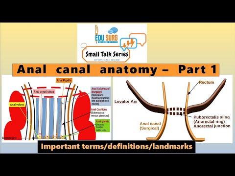 Surgical anatomy of anal canal - what is dentate line? - external anal sphincter - hemorrhoids