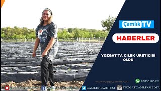 YOZGAT'TA ÇİLEK ÜRETİCİSİ OLDU