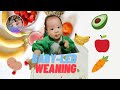 BLW BABY LED WEANING FIRST WEEK OF BABY LED WEANING 小吃货养成 BLW宝宝自主进食法