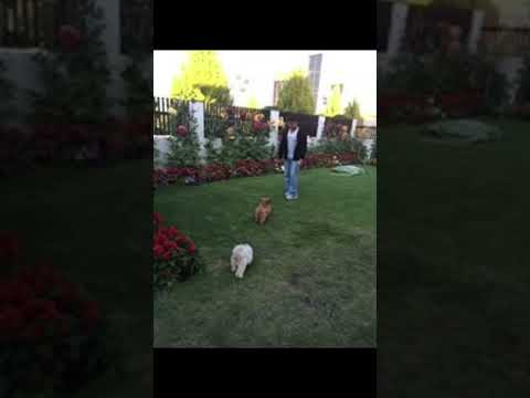 inna juan magan #diliprajput #shorts #viral #video #trending