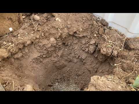 Planting A Weeping willow