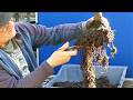 This Repot Changes Everything Corkbark Elm Bonsai Development Part 2
