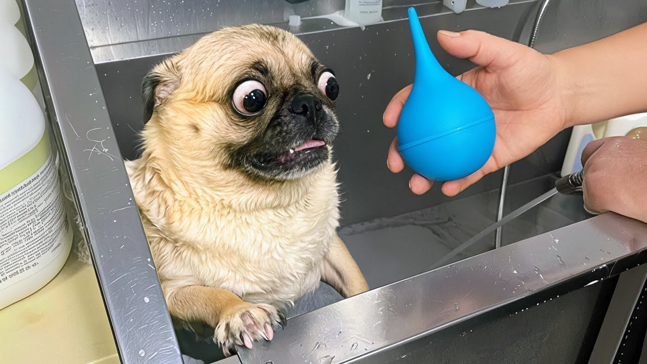 КОГДА ЖИВОТНЫЕ ИСПУГАЛИСЬ БЕЗ ПРИЧИНЫ