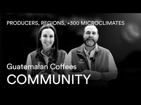 Guatemalan Coffees: A Journey Through +300 Microclimates & Producers