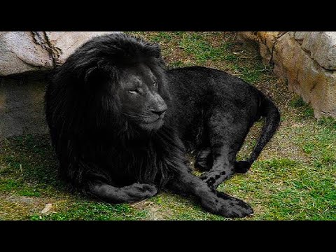 The 9 most unique lions in the world!