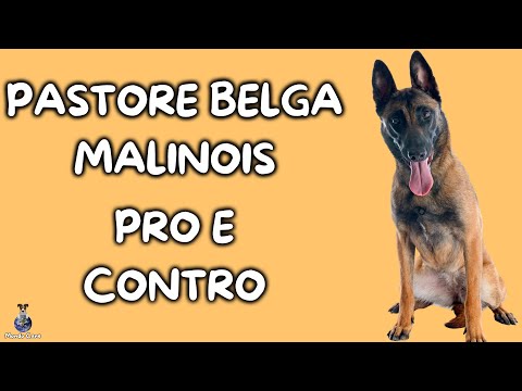 Pastore Belga Malinois: Pro e Contro