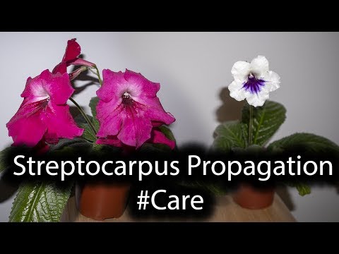 , title : 'Streptocarpus Care/TIPS/Strepts Blooming'