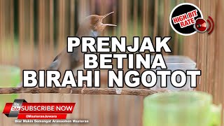 Download lagu 🔴Masteran Prenjak Betina Gacor Birahi❗️Mencari Jantan❗️ mp3 Download lagu 🔴Masteran Prenjak Betina Gacor Birahi❗️Mencari Jantan❗️ mp3