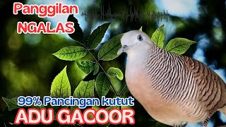 Download lagu Pancingan Suara Perkutut Alam — Efektif untuk Semua Umur mp3 Download lagu Pancingan Suara Perkutut Alam — Efektif untuk Semua Umur mp3