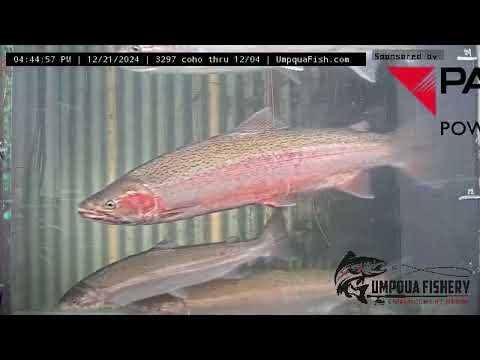 Umpqua Live Fish
