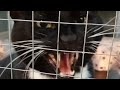 Tuxedo Cat Hissing Compilation 13
