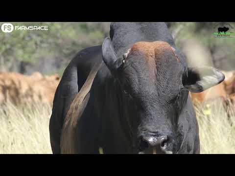 Ons kuier by Paul Brits van Olifantsklip Borane en hoor waarom hy die Boran ras gekies het.