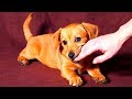 Angry Dogs Compilation NEW