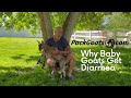 Why Baby Goats Get Diarrhea