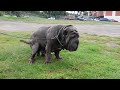 Huge Male Mastiff Pooping
