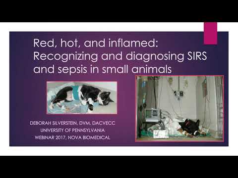 Red, hot, and inflamed Part I: Recognizing and diagnosing SIRS and sepsis in small animals