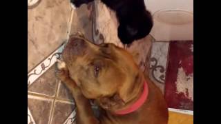 Pitbull La Raza Más Amorosa