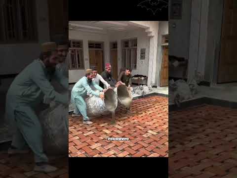 This Pakistani technique defies all construction rules! #Pakistan #Craftsmanship #Construction