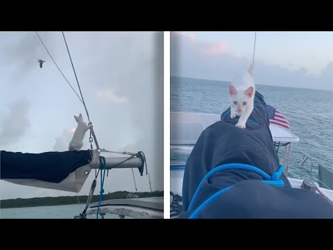 Rusty The Sailing Cat Loves Going On Adventures