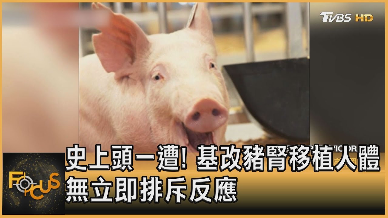 史上頭一遭!基改豬腎移植人體 無立即排斥反應