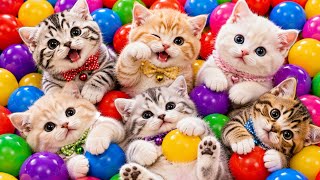Download lagu ANAK KUCING MEONG MEONG | Lagu Anak Anak | Lagu Anak Indonesia Populer Si Meong Kucing Lucu mp3