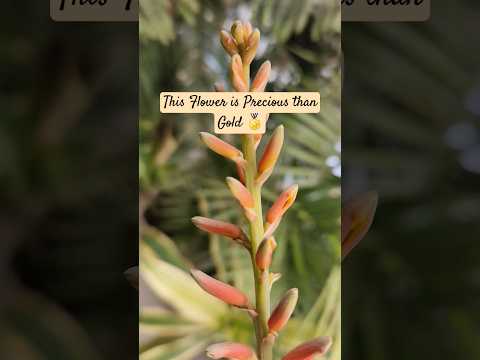 🏵 Aloe Vera Plant Flower Benefits 🏵 #plants #plant #garden #gardening #aloevera #shorts