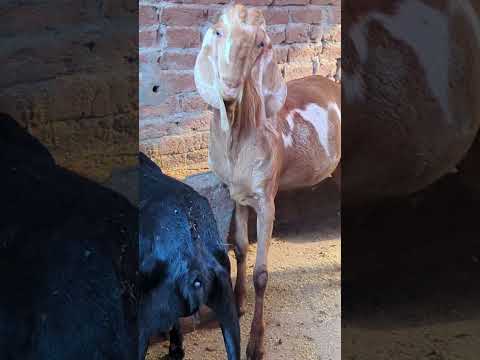 #uz Goat farm #goat #reels#goatfarming